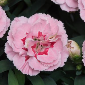 Dianthus Oscar Pink Star – alpine –