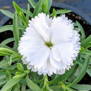 Dianthus Oscar White – alpine –