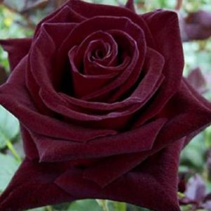 Rosa ‘Black Baccara’