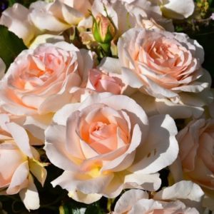 Rosa ‘Chandos Beauty’