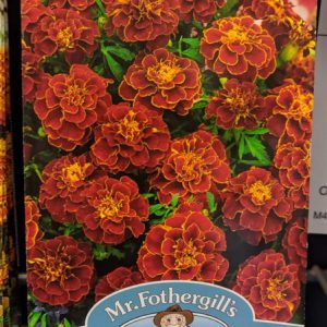 MARIGOLD (French) Red Cherry